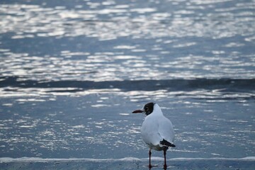 seagull on the beach