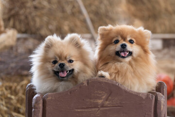 Portrait of two Pomeranian Pomeranians looking directly at the camera