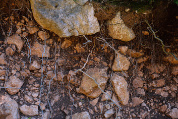 Rocky soil. Close-up. Soil cut.