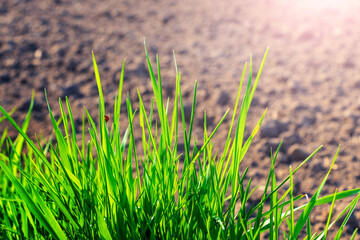 Young green grass in the garden on the background of soil in sunny weather