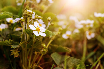 White strawberry flowers on a flower bed in sunny weather