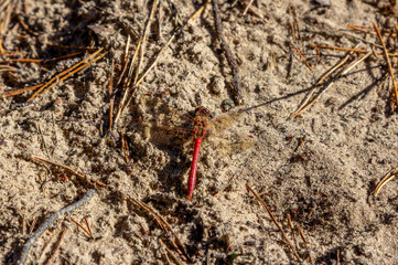 Close-up dragonfly with red body and transparent wings on sand 