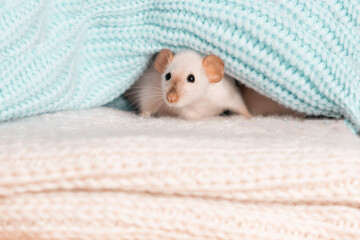 A white rat is lying in a knitted blanket. Cute rodent hiding in a blanket