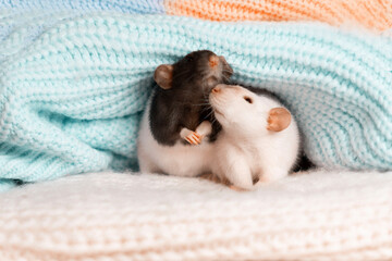 Two rats in a knitted blanket. The love of two rodents