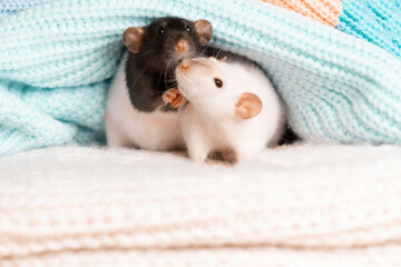 Two rats in a knitted blanket. The love of two rodents