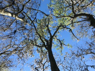 Southern USA Nature