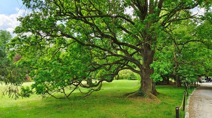 In a city park, a huge oak tree grows on a grassy lawn next to a footpath. Its branches are spread wide and young leaves are blossoming on them. It's sunny and the sky is blue with clouds