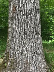 Southern USA Nature