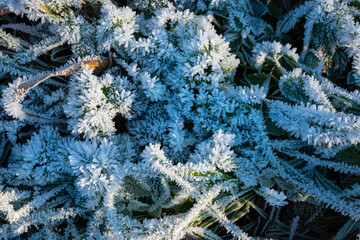 Grass, reeds and leaves are covered with ripe in the form of ice needles