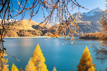 Larch trees at Sils Lake in Engadin, Switzerland on a sunny day in October