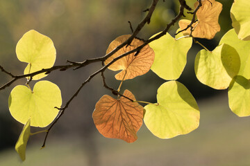 Judas tree leaves in autumn