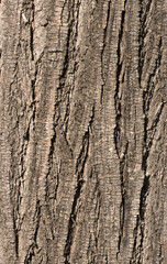 Bark texture of a Lndia lilac (Melia azederach) tree