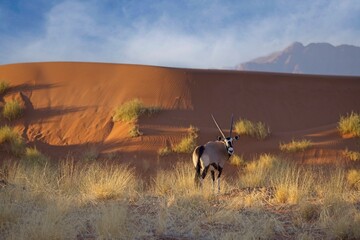Gemsbok, Oryx gazella large antelope, on the dune escarpment in the Namib Desert in the...