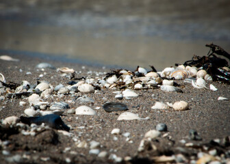 seashells and rocks on shore with waves coming in 4