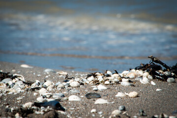 seashells and rocks on shore with waves coming in 3