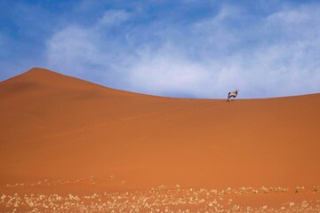 Gemsbok, Oryx gazella large antelope, on the dune escarpment in the Namib Desert in the...