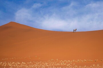 Gemsbok, Oryx gazella large antelope, on the dune escarpment in the Namib Desert in the Namib-Naukluft National Park of Namibia.