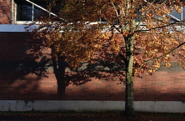 Fall beech tree casting shadows on Oregon State's brick architecture on campus