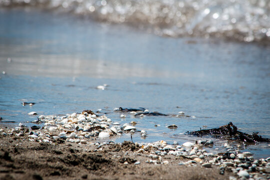 Seashells On Beach With Waves Coming In