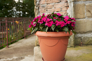 A flower pot with blooming balsam in the courtyard of a village house near a brick wall.
