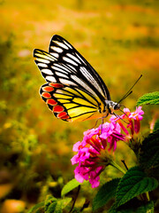 butterfly on flower