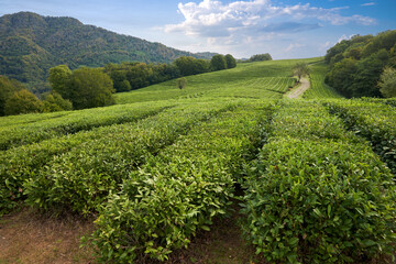 Fototapeta na wymiar Tea plantation in the mountains. A path meanders between rows of tea bushes. Copy space.
