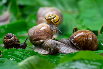 Many snails crawl on green leaves close-up. The use of snail mucus in cosmetology. Skin care and beauty concept