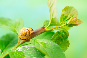 Snail on a green leaf. The use of snail mucus in cosmetology. Skin care and beauty concept