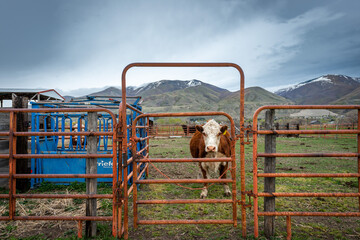 brown cow looking through gate