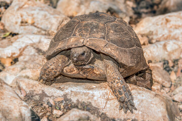 Fototapeta premium turtle walking on the ground, land turtle front view