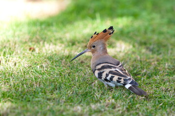 Hoopoe on green grass