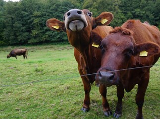 cows in a field