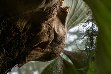 Staghorn fern; underside of plant with suggestive growth 