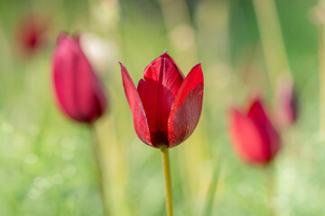 Tulip is a beautiful plant native to the island of Cyprus
Photo Formats
3000 × 2000 pixels • 10 × 6.7 in • DPI 300 • JPG
