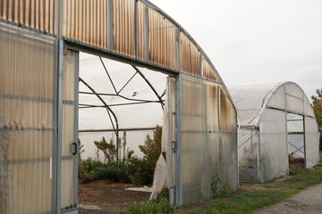 View on two big abandoned greenhouses without door. There are weeds growing abundantly inside....