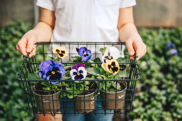 Unrecognizable caucasian girl wearing white t shirt holding basket with different colorful viola flowers (pansies) in pots. Spring gardening in greenhouse
