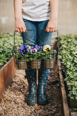 Unrecognizable caucasian girl wearing white t shirt and blue jeans holding basket with different colorful viola flowers (pansies) in pots. Spring gardening in greenhouse