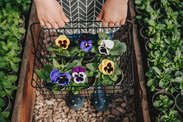 Unrecognizable caucasian girl wearing white t shirt holding basket with different colorful viola flowers (pansies) in pots. Top view. Spring gardening in greenhouse