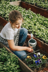  Teen smiling caucasian girl wearing white t shirt, blue jeans and grey apron sitting between rows in greenhouse with many seedlings and watering pottered viola flowers (pansies)