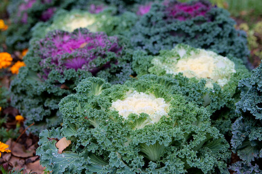 Decorative purple and white cabbage in the garden, background image. Close-up.