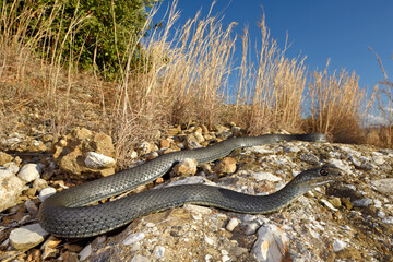 Eastern Montpellier snake // Östliche Eidechsennatter (Malpolon insignitus)