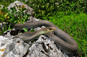 Östliche Eidechsennatter // Eastern Montpellier snake (Malpolon insignitus)