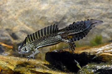 Northern banded newt // Nördlicher Bandmolch (Ommatotriton ophryticus) - Trabzon, Turkey