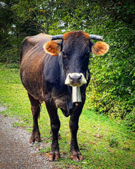 cow in the field