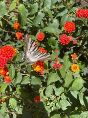 butterfly on flowers