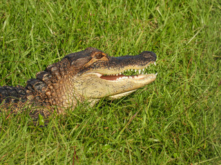 A young alligator basking in the sun