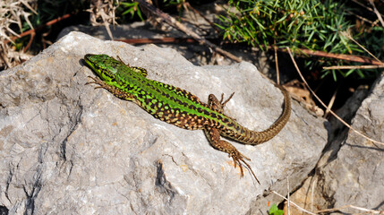 Ruineneidechse // Italian Wall Lizard (Podarcis siculus campestris) - Insel Krk , Kroatien