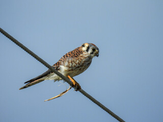 American kestrel sitting on a power line in Lake Apopka Wildlife Refuge