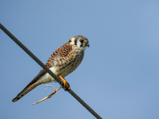 American kestrel sitting on a power line in Lake Apopka Wildlife Refuge