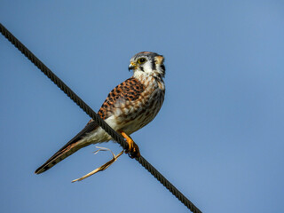 American kestrel sitting on a power line in Lake Apopka Wildlife Refuge